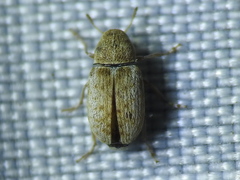 Trigonorhinus
