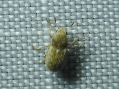 Trigonorhinus