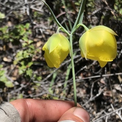 Calochortus raichei