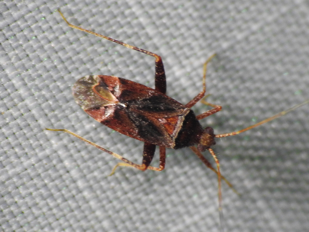 Phytocoris berbericola
