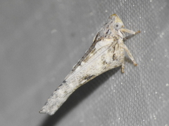 Selizini