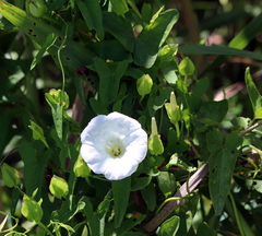 Calystegia sepium limnophila