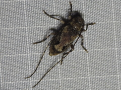 Eutrichillus canescens