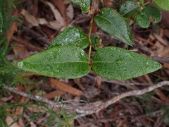 Platylobium parviflorum
