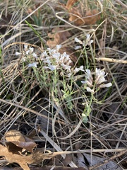 Noccaea fendleri