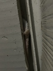 Hemidactylus turcicus