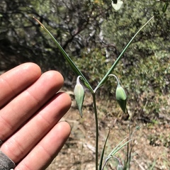 Calochortus raichei