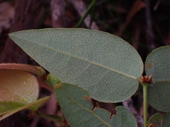 Platylobium parviflorum