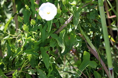 Calystegia sepium limnophila