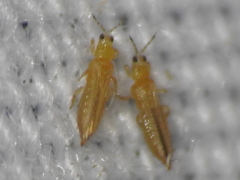 Frankliniella
