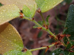 Platylobium parviflorum