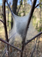 Malacosoma