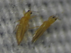 Frankliniella