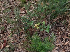 Platylobium parviflorum