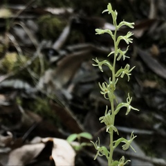 Platanthera leptopetala