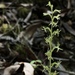 Narrow-petal Rein Orchid - Photo (c) Christian Schwarz, some rights reserved (CC BY-NC), uploaded by Christian Schwarz