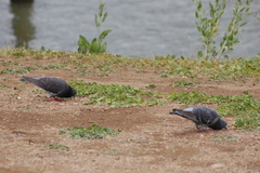 Columba livia domestica