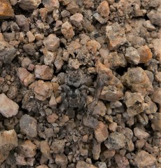 Habronattus coecatus