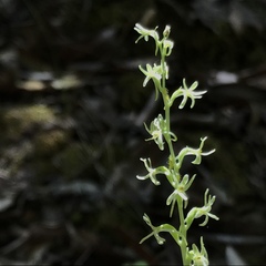Platanthera leptopetala