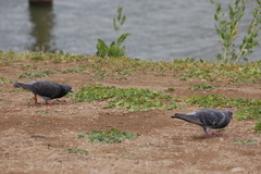 Columba livia domestica