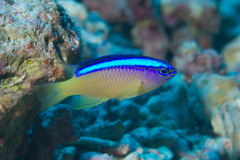 Chrysiptera caeruleolineata