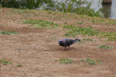 Columba livia domestica