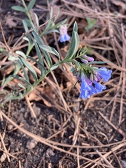 Mertensia lanceolata