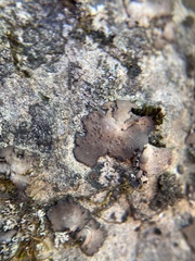 Dermatocarpon muhlenbergii