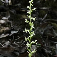 Platanthera leptopetala