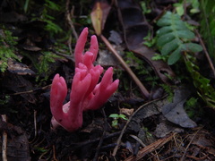 Clavaria schaefferi