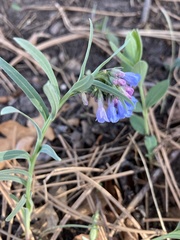 Mertensia lanceolata