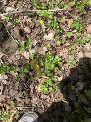 Waldsteinia