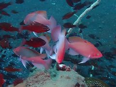 Pseudanthias hypselosoma