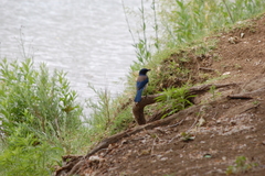 Aphelocoma californica