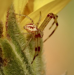 Mecaphesa californica