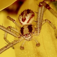 Mecaphesa californica