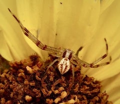 Mecaphesa californica