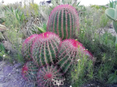 Ferocactus pilosus