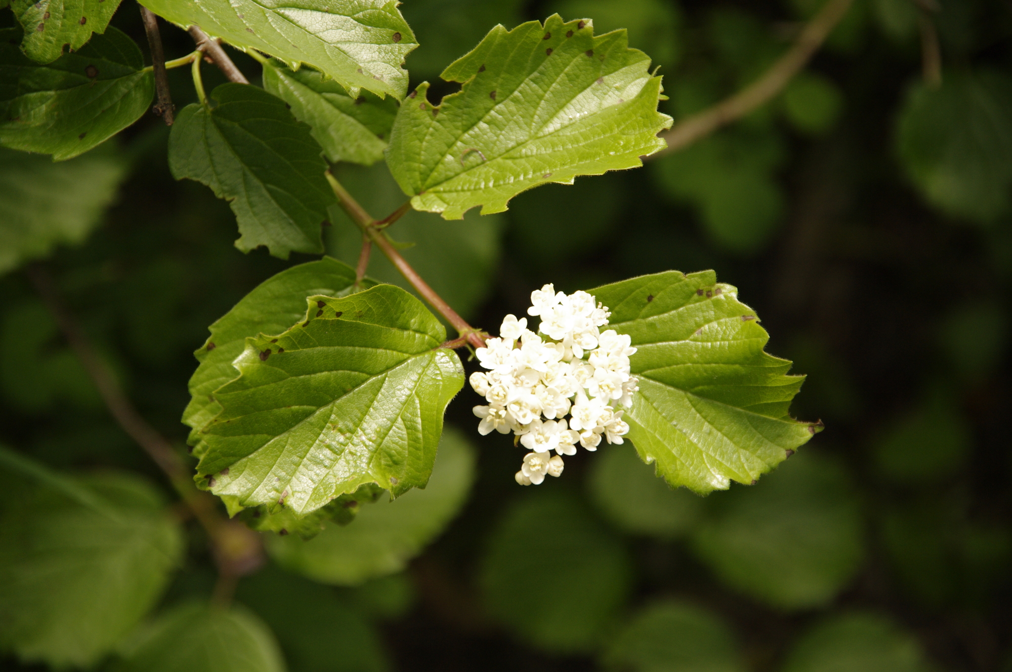 Viburnum ellipticum
