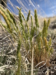 Festuca octoflora hirtella