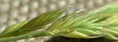 Festuca octoflora hirtella