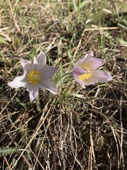 Pulsatilla nuttalliana