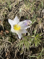 Pulsatilla nuttalliana