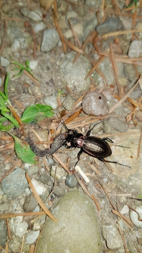 Carabus arvensis