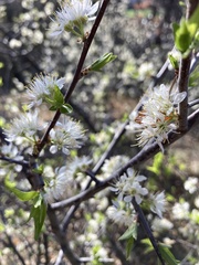 Prunus americana