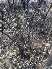 Prunus americana