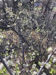 Prunus americana