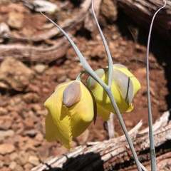 Calochortus raichei