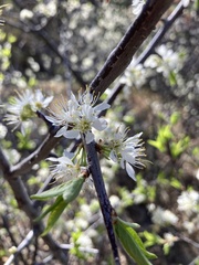 Prunus americana