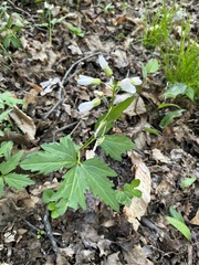 Cardamine maxima